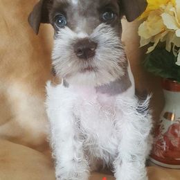 Miniature Schnauzer Puppies from The Happy Schnauzer Place