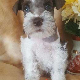 Miniature Schnauzer Puppies from The Happy Schnauzer Place