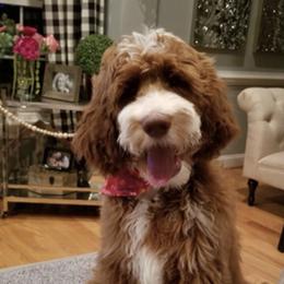 Bernedoodle and Goldendoodle Puppies from Doodling All Day Goldendoodles & Bernedoodles
