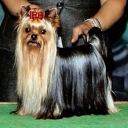 Yorkshire Terrier All Grown Up from Ty Ava Yorkies