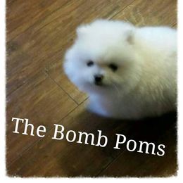 Pomeranian Puppies from The Bomb Poms