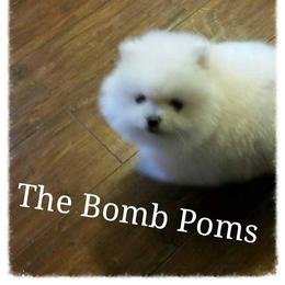Pomeranian Puppies from The Bomb Poms