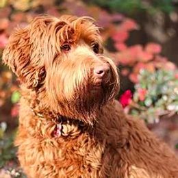 Juni - Australian Labradoodle