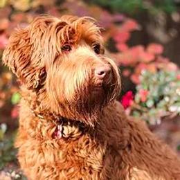 Juni - Australian Labradoodle