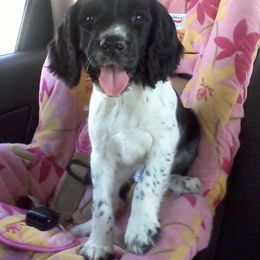 English Springer Spaniel Puppies from Whisky River Gun Dogs