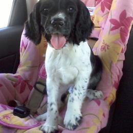 English Springer Spaniel Puppies from Whisky River Gun Dogs