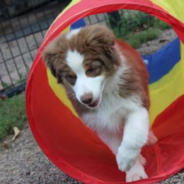 Miniature Australian Shepherd Puppies from Free Spirit Ranch