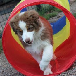 Miniature Australian Shepherd Puppies from Free Spirit Ranch