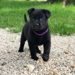  Puppies from Keys K9s