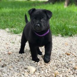  Puppies from Keys K9s