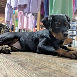 Rottweiler Puppies from Brooks Rottweilers