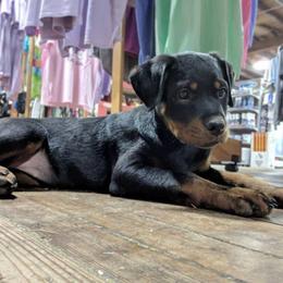 Rottweiler Puppies from Brooks Rottweilers