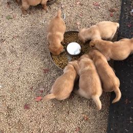 Iron Hill Retrievers breeder of Labrador Retriever