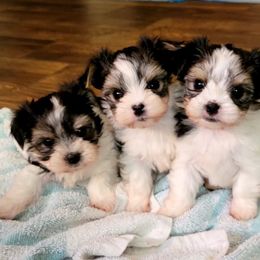 Maltese and Morkie Puppies from K and E Small Breed Puppies