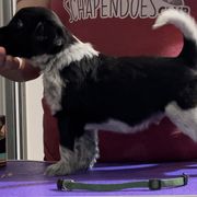 Casserole - Black and gray Schapendoes puppy in North Carolina from Wild Clover Schapendoes
