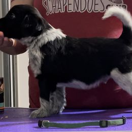 Casserole - Black and gray Schapendoes puppy in North Carolina from Wild Clover Schapendoes