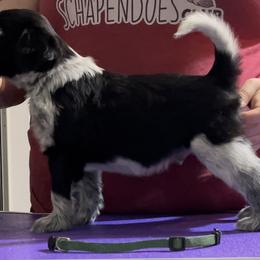 Casserole - Black and gray Schapendoes puppy in North Carolina from Wild Clover Schapendoes