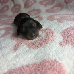 Spotty - Dapple male Dachshund puppy in Lake City, Florida from My Ditzy Doxies of Florida