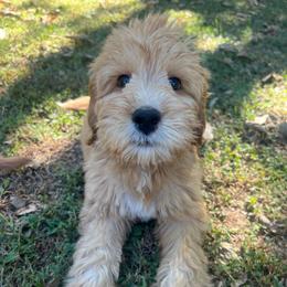 Brown Boy - Red  male Goldendoodle puppy in Richmond, Kentucky from The Doting Doodle