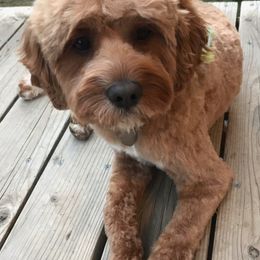 Cavapoo and Poodle All Grown Up from Happy Tails Poods and Doods