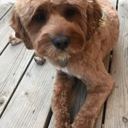 Cavapoo and Poodle All Grown Up from Happy Tails Poods and Doods