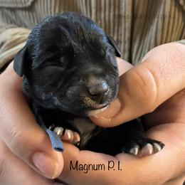 Magnum P. I. - Black male Miniature Schnauzer puppy in Sedalia, Missouri from Farmer Brown's Puppies