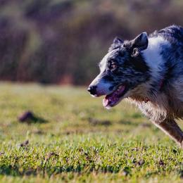 Bordoodles from Curly Collies