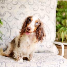 Scotty - Dachshund
