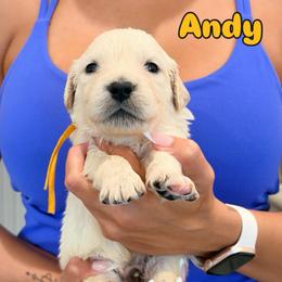 Andy - Light golden male Golden Retriever puppy in Las Vegas, Nevada from Robinson Retrievers
