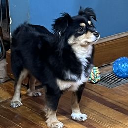Aussiedoodles, Miniature Australian Shepherds, and Toy Australian Shepherds from Graceful Acres