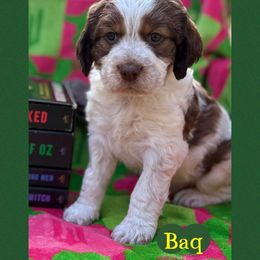 Baq - Red and white male English Springer Spaniel puppy in Plainwell, Michigan from Homegrown Springers