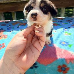 Cantore - Black and white male Cardigan Welsh Corgi puppy in Bland, Missouri from Shadey Lane Corgis