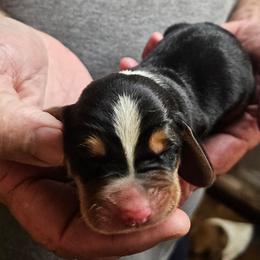 Male 4 - Black brown and white male Basset Hound puppy in Trade, Tennessee from TN Miniature Dachshunds & Basset Hounds