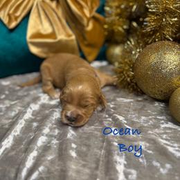 Ocean - Red  male Goldendoodle puppy in Rockville, Minnesota from Bracha Poodles & Doodles
