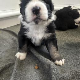Australian Shepherd Puppies from Hamilton Farms