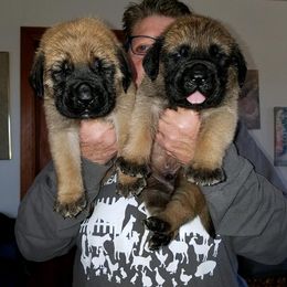 Aqua - Fawn male Mastiff puppy in Strafford, Missouri from Hug-A-Mug Mastiffs