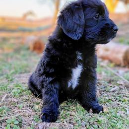 Assorted Doodle Crosses Puppies from Southern Star Goldendoodles