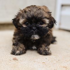 Curly - Brown male Shichon puppy in House Springs, Missouri from Teddy Bear Cuddles