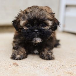 Curly - Brown male Shichon puppy in House Springs, Missouri from Teddy Bear Cuddles