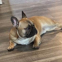 Buck - French Bulldog