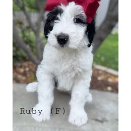 Ruby - Black and white female Sheepadoodle puppy in Olathe, Kansas from VonDoodles Bernedoodles & Sheepadoodles