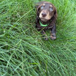 Whisky - Chocolate and cream male Dachshund puppy in Dayton, Ohio from LUXEYPUPS