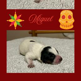 Miguel - Blue male Australian Cattle Dog puppy in Seneca, Missouri from MO Morningstar Heelers