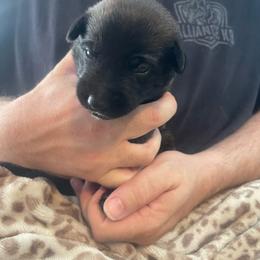 Katara - Brindle female xDutch Shepherd puppy in Chelsea, Alabama from Alliance K9