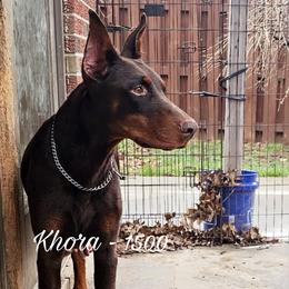 Khora - Red and rust female Doberman Pinscher puppy in Aurora, Indiana from Double-Take Doberman Kennels
