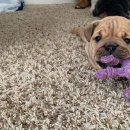 Bulldog and French Bulldog Puppies from Blues City Bulldogs