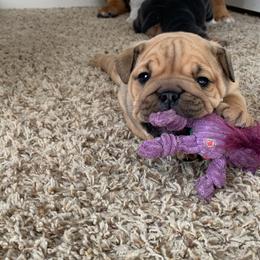 Bulldog and French Bulldog Puppies from Blues City Bulldogs
