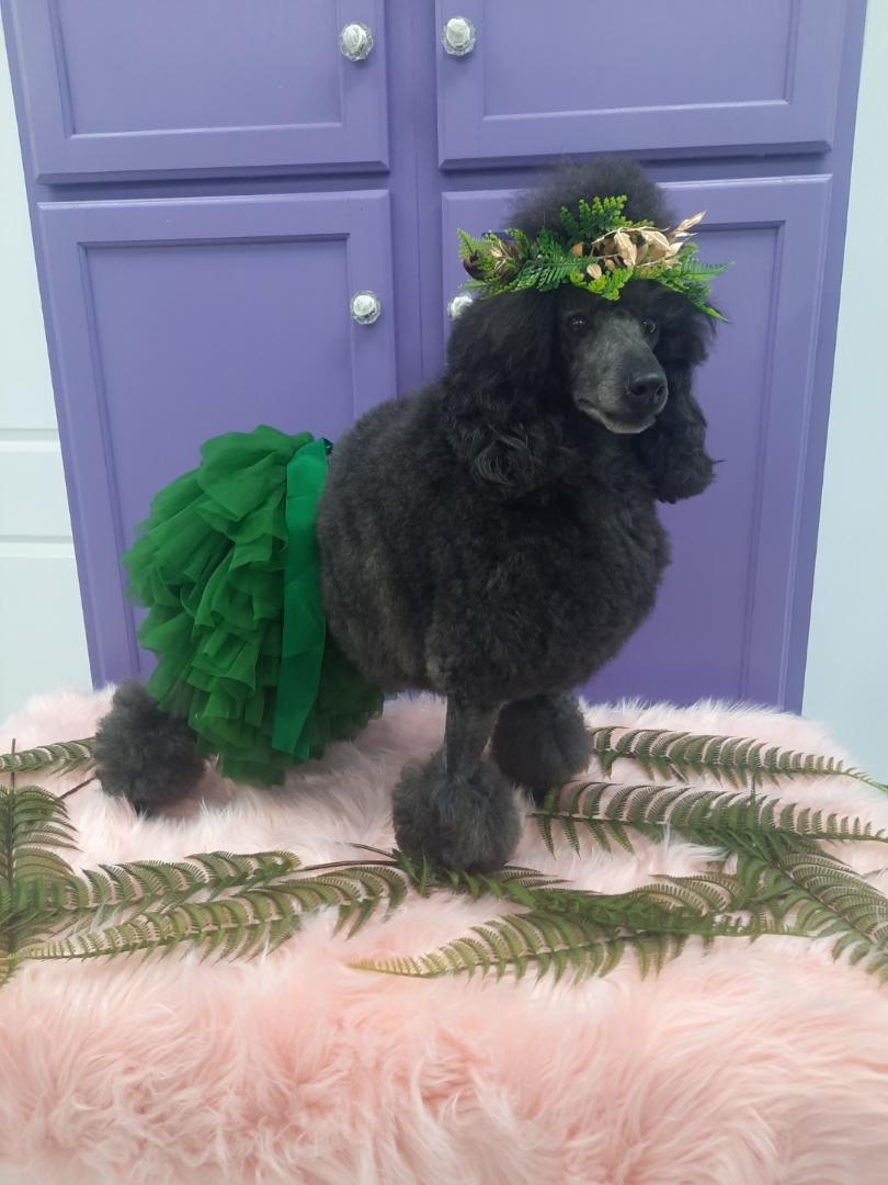 Fern