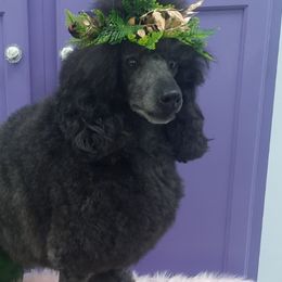 Fern - Poodle