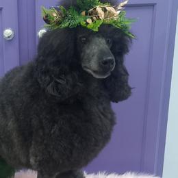 Fern - Poodle